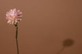 Dry pink flower with dark shadow on a light brown background. Trend  minimal concept with copyspace Royalty Free Stock Photo