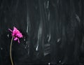 Dry pink purple flower on black and white abstract painting background. Acrylic grunge color painted on canvas. Royalty Free Stock Photo