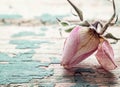 Dry pink rose bud on a background of rough shabby turquoise pain Royalty Free Stock Photo