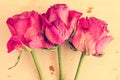Dry pink roses on old paper background Royalty Free Stock Photo