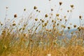 Dry plant Royalty Free Stock Photo