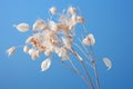 a dry plant against a blue sky Royalty Free Stock Photo