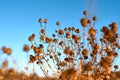 Dry plant against blue sky Royalty Free Stock Photo