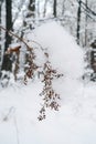 Dry plant branch under the snow, selective focus Royalty Free Stock Photo