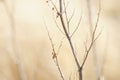 Dry plant bush with thin branches growing in sunny day Royalty Free Stock Photo