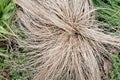 Dry plant Carex comans Royalty Free Stock Photo