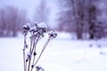 Dry plant close-up in the snow with a winter landscape in the background. Royalty Free Stock Photo