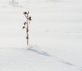 Dry plant covered with ice and snow in the field Royalty Free Stock Photo