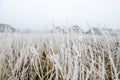 The first snow in the plains of Vojvodina. Novi Sad  Serbia Royalty Free Stock Photo