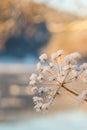 Dry plant covered with snow in winter. Nature frosty detail. Christmas card soft colors