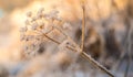 Dry plant covered with snow in winter. Nature frosty detail. Christmas card soft colors