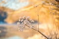 Dry plant covered with snow in winter. Nature frosty detail. Christmas card soft colors