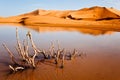 Dry Plant In Desert Lake