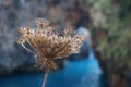 Dry plant. Royalty Free Stock Photo