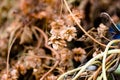 A dry plant with fruits called hops, which is used to make intoxicating