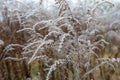 dry plant goldenrod covered with hoarfrost in winter background.