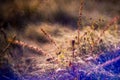 Dry plant, nature detail