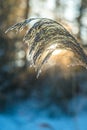 Dry plant Reed in winter sunset. Beautiful Nature seasonal detail macro.