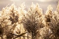 Dry plant reeds as beauty nature background. Abstract matural backdrop. Reed grass or pampas grass outdoors with daylight,