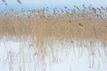 Dry plant reeds on on covered snow lake, against blue sky, natural winter background. Environment, solace in nature Royalty Free Stock Photo