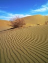 A Dry Plant In Sand Dunes Of Desert