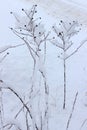Dry plant with seeds under the snow. Winter Garden. Royalty Free Stock Photo