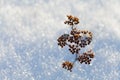 Dry plant in snow on a frosty sunny day in winter Royalty Free Stock Photo