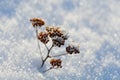 Dry plant in snow on a frosty sunny day in winter Royalty Free Stock Photo