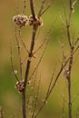 Dry plant with thin branches growing in the field