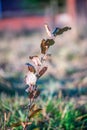 Dry plant twig with leaves on the autumn grass in a colorful blurry background Royalty Free Stock Photo