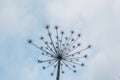 Dry plant, umbrella head with seeds on stem, soft blurry cloudy sky background. Minimalism Royalty Free Stock Photo