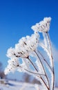 Dry plant under snow Royalty Free Stock Photo