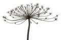 Dry plant on white background. Closeup Giant Hogweed or Heracleum plant