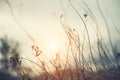 Dry plants in autumn forest at sunset Royalty Free Stock Photo