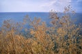 Dry plants on Black Sea coast of Bulgaria Royalty Free Stock Photo