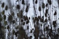 Dry plants. Black silhouettes of thorny plants. Long stems. Details of nature