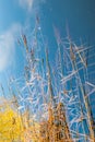 Dry plants in blue water in winter, reflected blue sky clouds