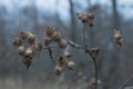 Dry plants. Brush Royalty Free Stock Photo