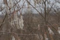 Dry plants. Brush Royalty Free Stock Photo