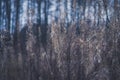 Dry plants. Brush Royalty Free Stock Photo