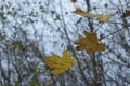 Dry plants. Brush. Maple leaves on a branch Royalty Free Stock Photo