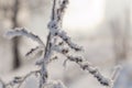 Dry plants covered with hoarfrost Royalty Free Stock Photo