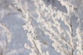 Dry plants covered with hoarfrost Royalty Free Stock Photo