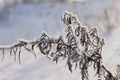 Dry plants covered with hoarfrost Royalty Free Stock Photo