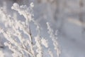 Dry plants covered with hoarfrost Royalty Free Stock Photo