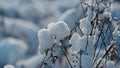 Dry plants covered hoarfrost on field close up. Snowbound nature at cold weather Royalty Free Stock Photo