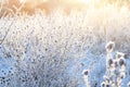 Dry plants covered with hoarfrost outdoors on winter morning Royalty Free Stock Photo