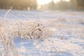 Dry plants covered with hoarfrost outdoors on winter morning Royalty Free Stock Photo