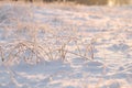 Dry plants covered with hoarfrost outdoors on winter morning Royalty Free Stock Photo