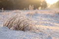 Dry plants covered with hoarfrost outdoors on winter morning Royalty Free Stock Photo